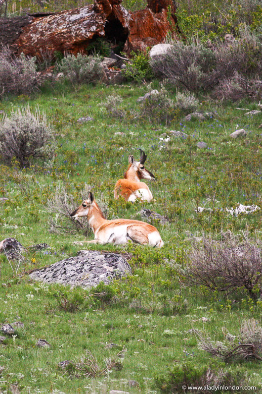 Pronghorn on a Yellowstone National Park Tour