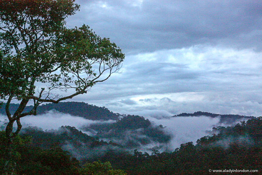 Sunrise over the treetop canopy in Ulu Temburong National Park, Brunei