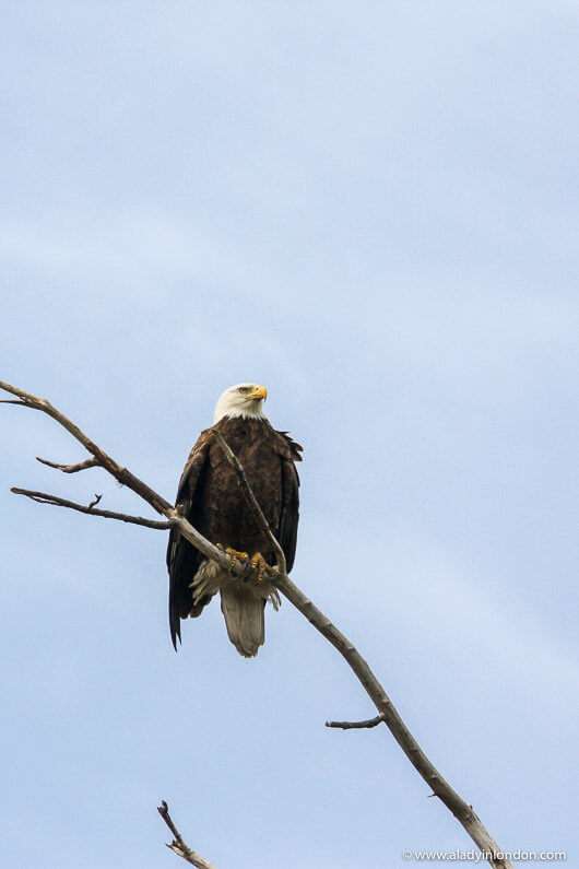 Bald Eagle in Red Wing, Minnesota