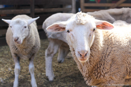 Sheep on a Phillip Island Day Tour in Australia