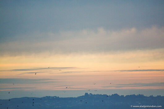 View of Birds at Sunrise in San Francisco