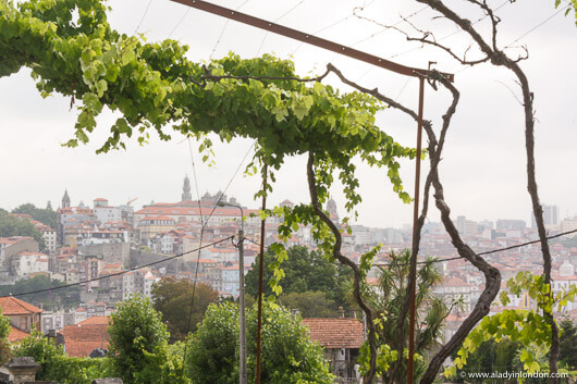 View through Vines in Vila Nova de Gaia, Portugal