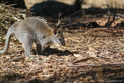 Wallaby on Phillip Island in Australia