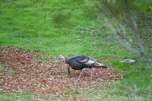 Wild Turkey in Portola Valley