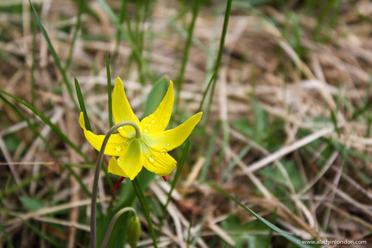 Wildflower in Big Sky, Montana