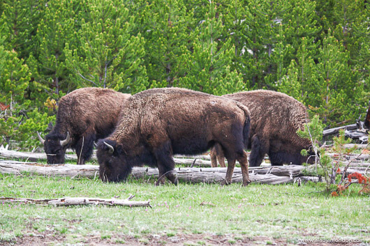 Bison on a Yellowstone National Park Tour