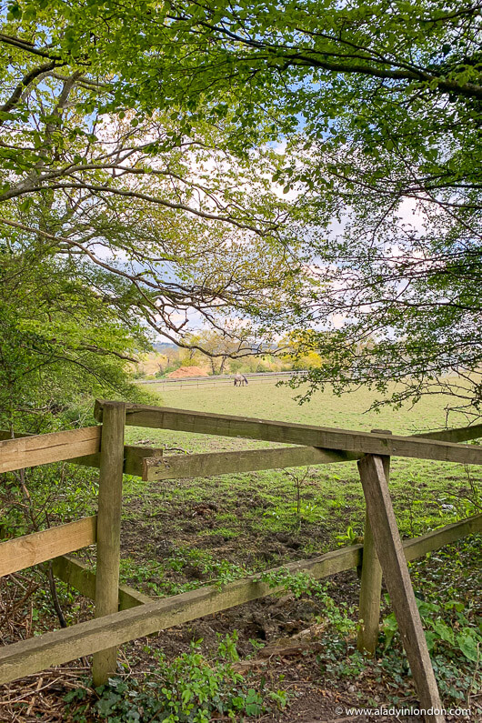 Pasture on a Finchley, London Walk
