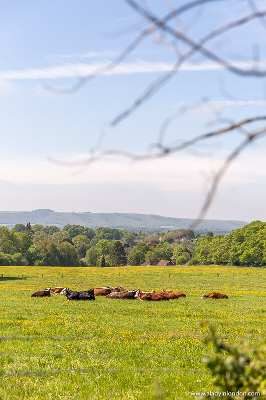 Cows on a British Country Walk in West Sussex