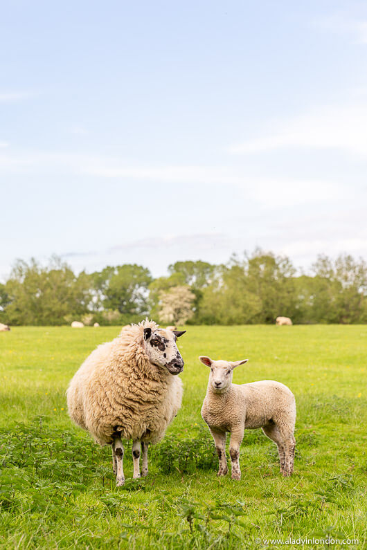 Sheep on a Moreton-in-Marsh Walk