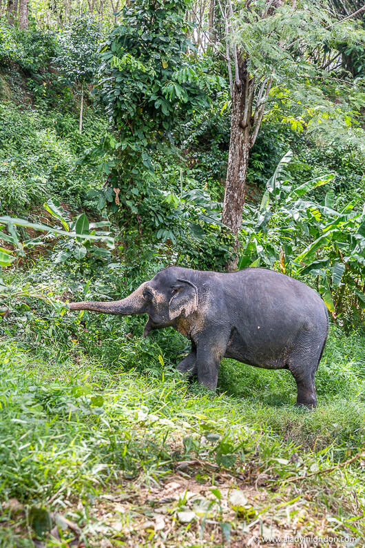 Phuket Elephant Sanctuary