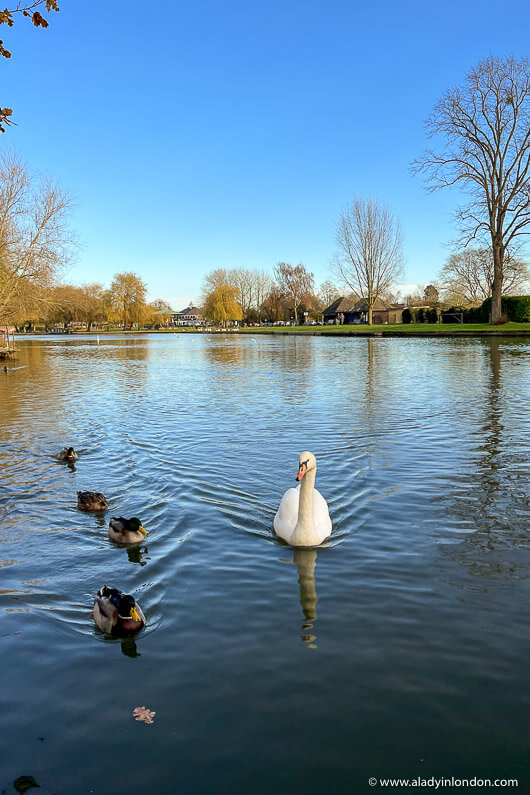 Swan on the River Avon