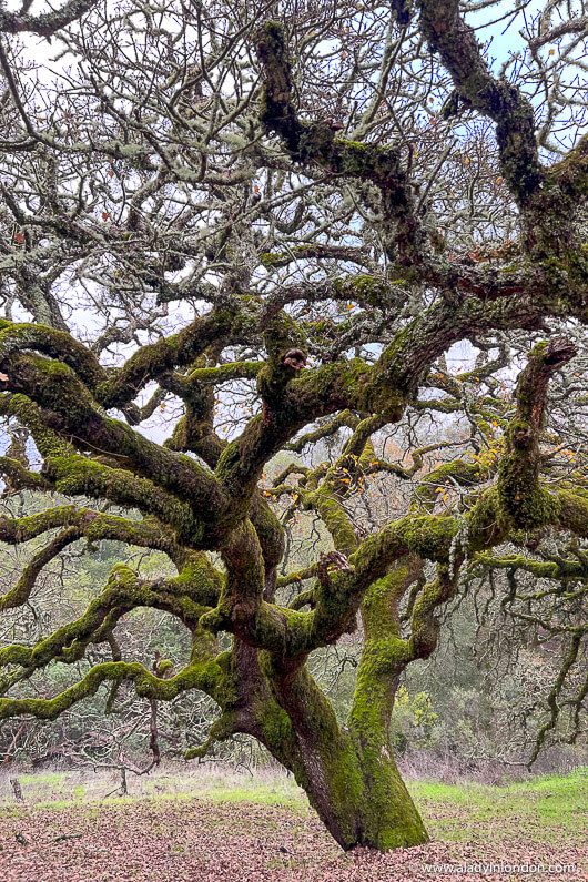 Tree in Jack London State Historic Park