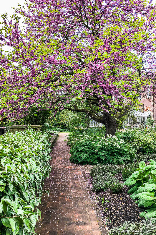 Chelsea Physic Garden
