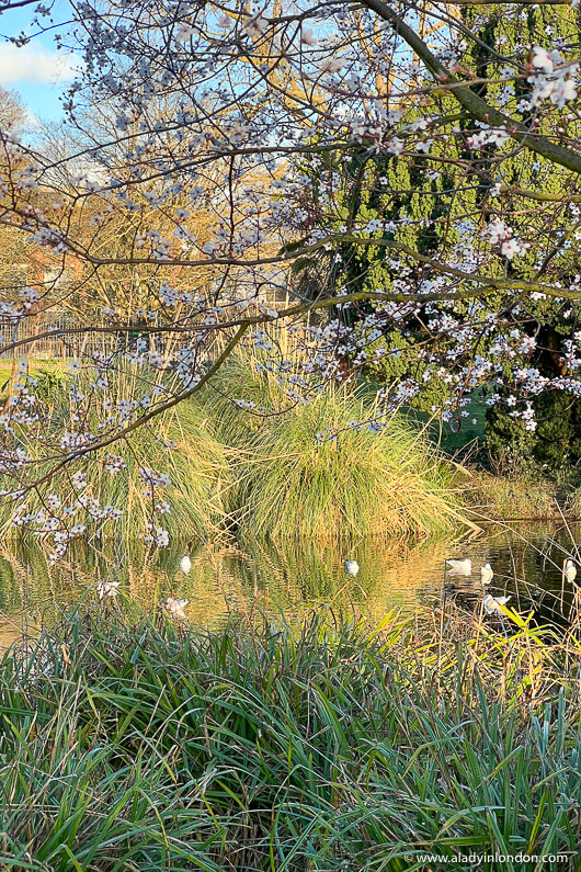 Ravenscourt Park, London
