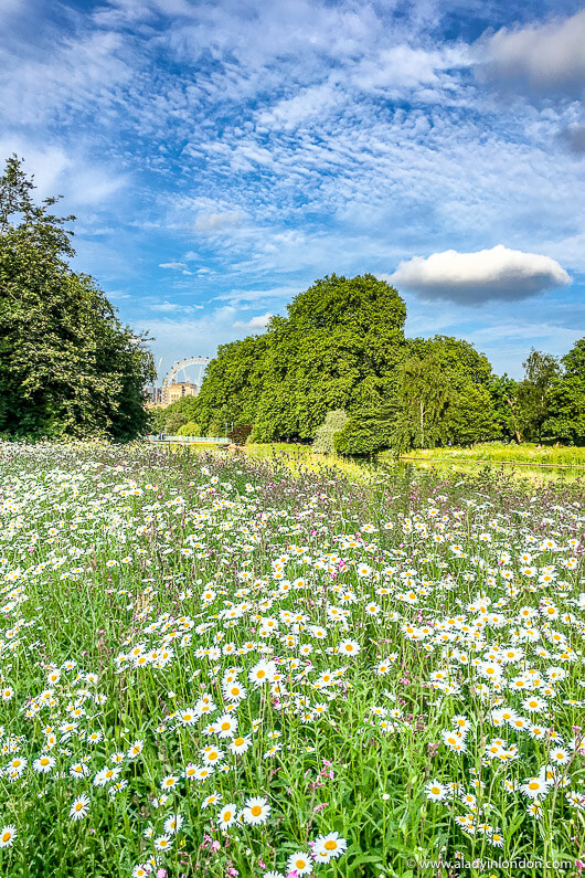 Flowers in St James's Park, London