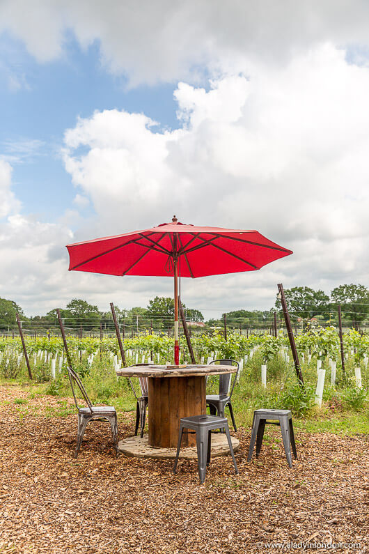 Vineyard in West Sussex, England