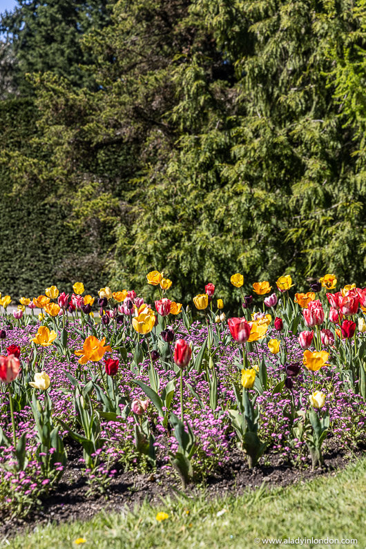 VanDusen Botanical Garden tulips