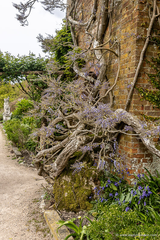 Spring wisteria in the garden at Polesden Lacey