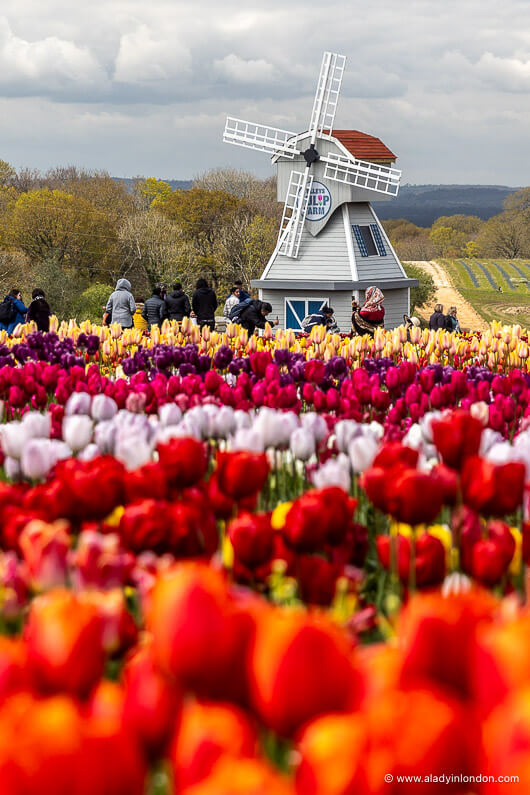 Tulleys Tulip Fest