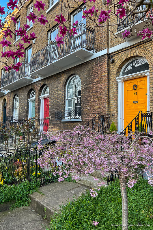 Cherry Blossoms and Magnolias in front of houses in Camberwell