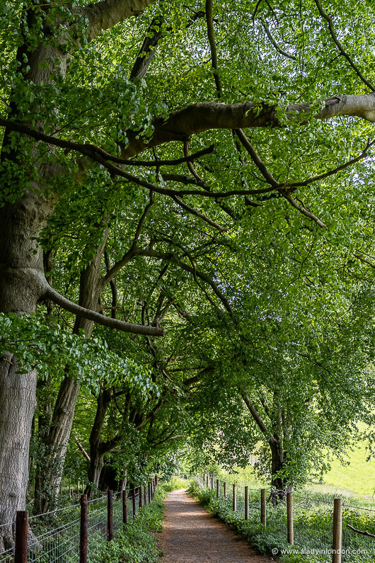 Frith Wood on the Chess Valley Walk